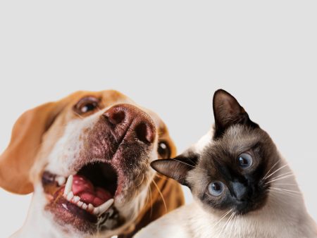 Celebrate Your Pet’s Special Day with PetSmart Birthday Gifts and Maximize Savings with the Treats Rewards Program